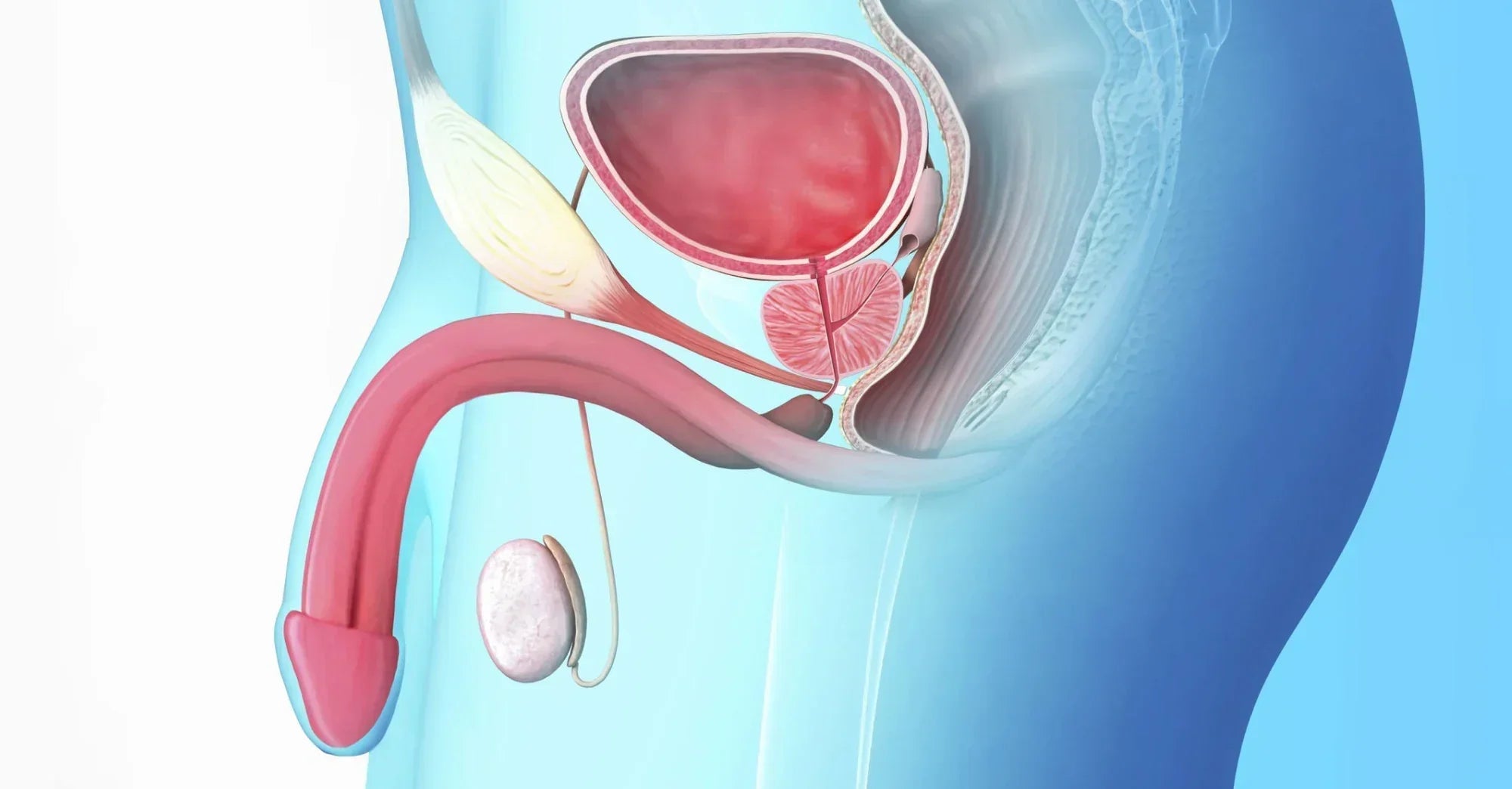 How to Have a Male Anal Orgasm Using Prostate Stimulation