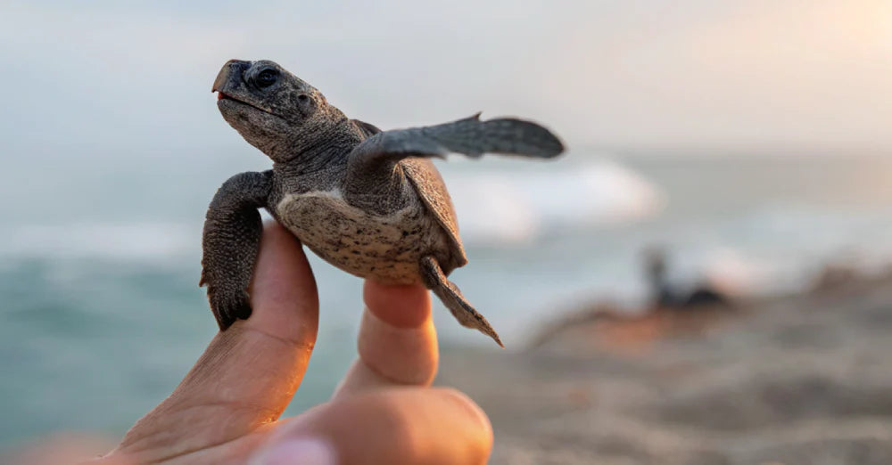 Understanding Penis Size: Facts, Myths, and What Really Matters