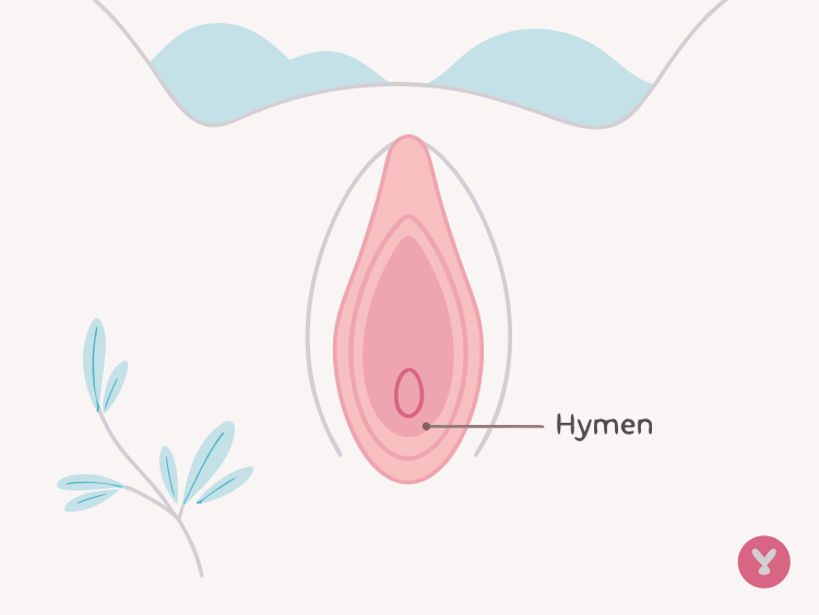 What is a Hymen? Everything You Need to Know
