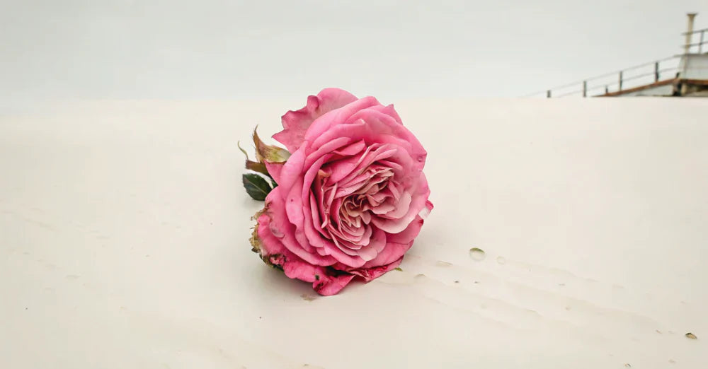 How to Squirt with Rose: Step-by-Step Guide